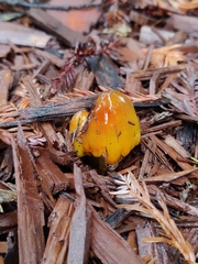 Limacella