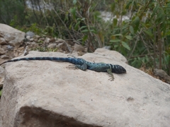 Sceloporus ornatus