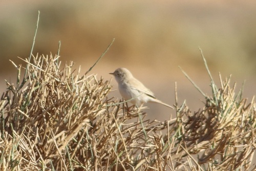 Curruca sahariana (Curruca deserti)