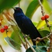 Indian Koel - Photo (c) manojnp, some rights reserved (CC BY-NC)