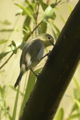 Zosterops pallidus