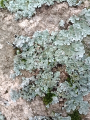 Parmelina