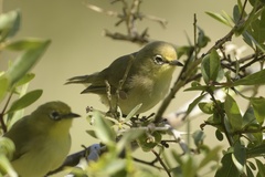 Zosterops pallidus