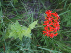 Silene chalcedonica