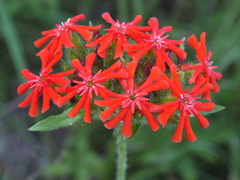 Silene chalcedonica