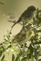 Zosterops pallidus