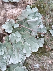 Parmelina