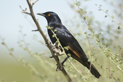 Onychognathus nabouroup