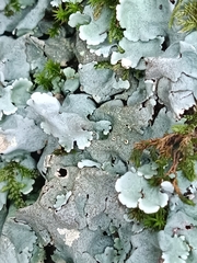 Parmelina