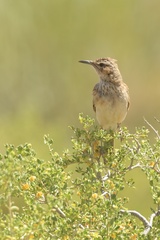 Certhilauda subcoronata