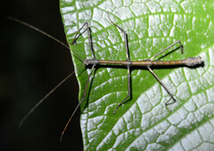 Libethra