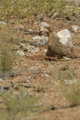 Pterocles namaqua