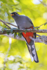 Priotelus roseigaster