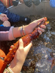 Apostichopus californicus