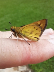 Hesperiinae