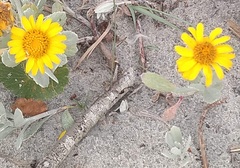 Senecio crassiflorus