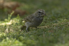 Crithagra albogularis