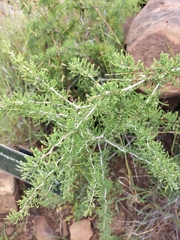 Asparagus burchellii