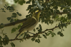 Zosterops pallidus
