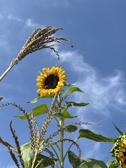 Helianthus debilis