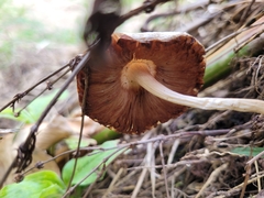 Agaricales