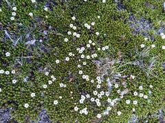 Dracophyllum muscoides