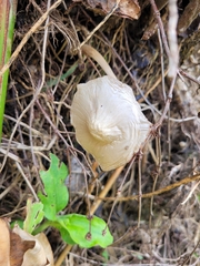 Agaricales