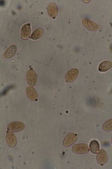 Tephroderma fuscopallens