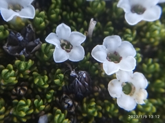 Dracophyllum muscoides