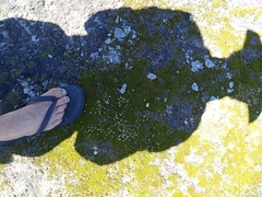 Dracophyllum muscoides