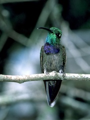 Sternoclyta cyanopectus