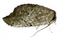 Drepanacra binocula
