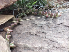 Curio radicans