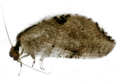 Drepanacra binocula