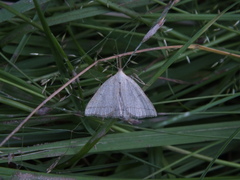 Polypogon tentacularia