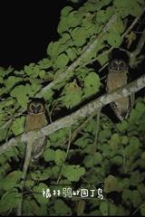 Strix leptogrammica