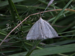 Polypogon tentacularia