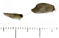 Drepanacra binocula