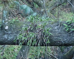 Epidendrum conopseum