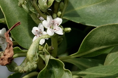 Myoporum laetum