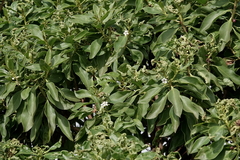 Myoporum laetum