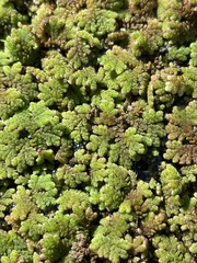 Azolla