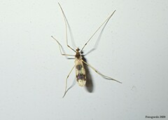 Erioptera venusta