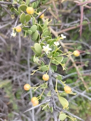 Gymnosporia buxifolia