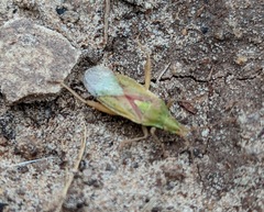 Harmostes reflexulus