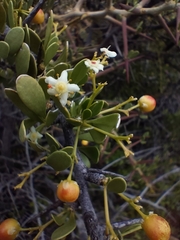 Gymnosporia buxifolia