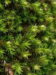 Orthotrichaceae