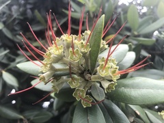 Metrosideros excelsa