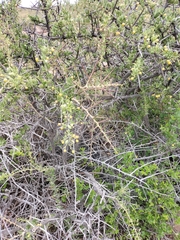 Gymnosporia buxifolia