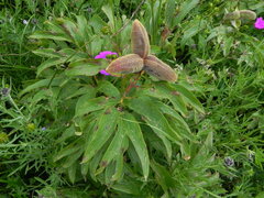 Paeonia officinalis